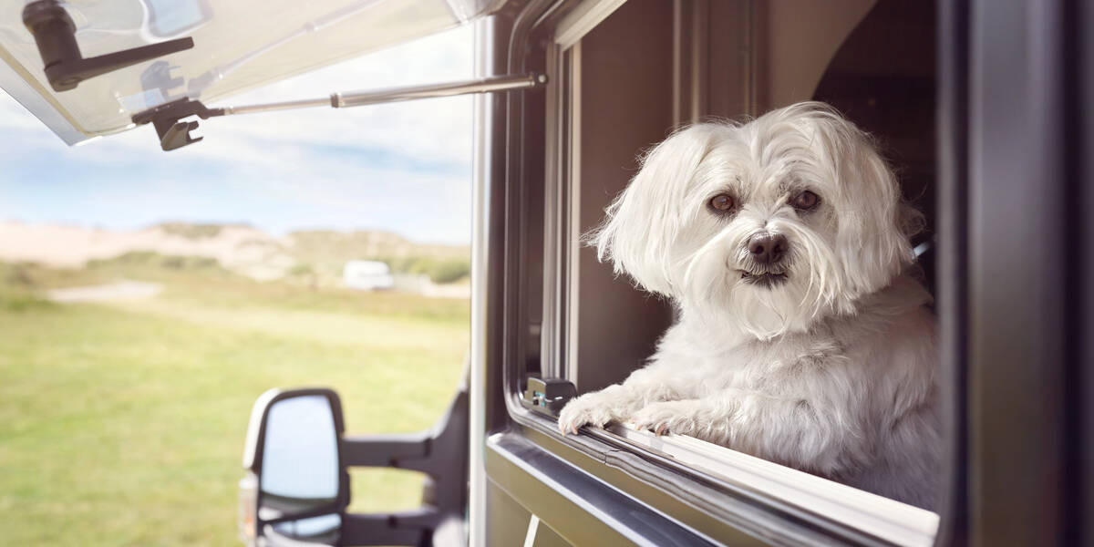 Mit-dem-Hund-in-den-Urlaub-Achtung-Leishmaniose