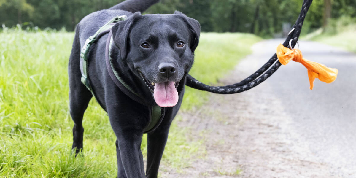 Wurmbefall-bei-Hunden-Die-Parasiten-laufen-mit