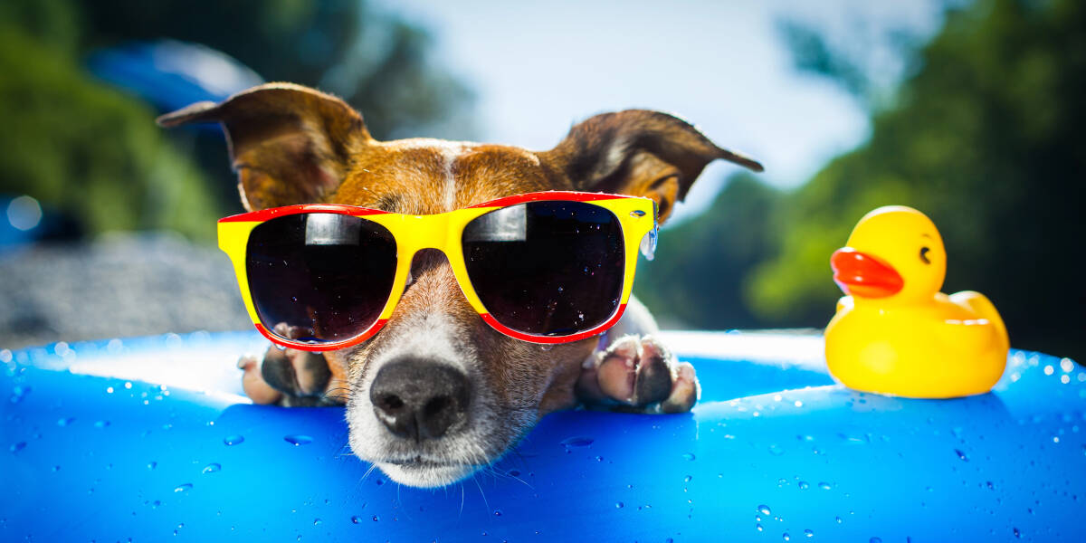 Vorsicht-bei-Urlaub-mit-Hund-Sonderregeln-in-Ferienwohnungen