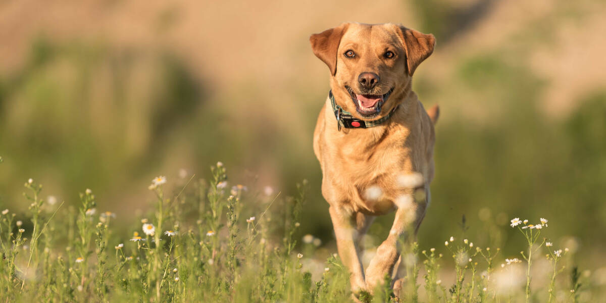 Babesiose-Gefahr-fuer-Hunde-in-Deutschland-Zecken-sind-Uebertraeger-der-gefaehrlichen-Krankheit