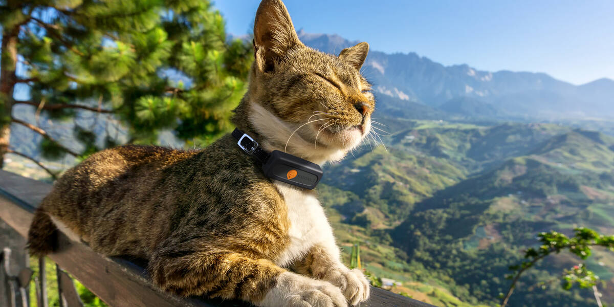 Weenect-enthuellt-Geheimnis-Drei-von-fuenf-Katzen-gehen-ihren-Besitzer-innen-fremd