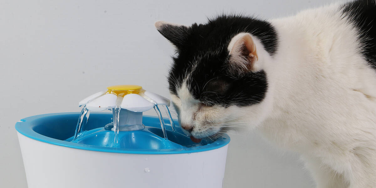 Diabetes-mellitus-Wenn-die-Katze-zu-viel-Zucker-im-Blut-hat