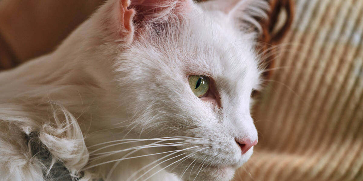 Neue-Behandlung-von-Katzendiabetes-ohne-Insulinspritzen