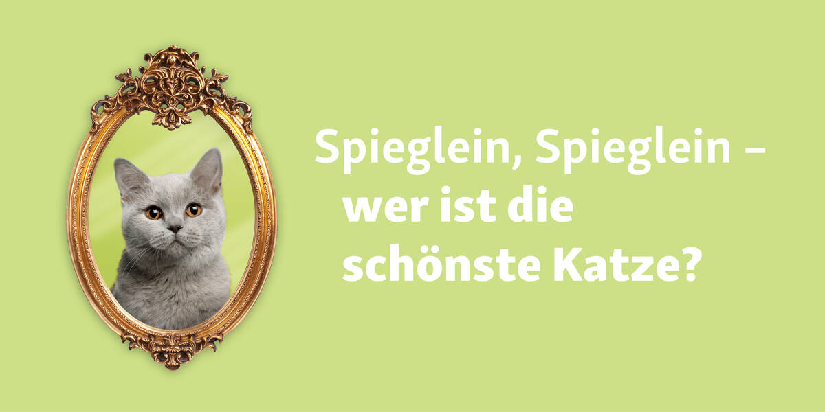 Weltkatzentag-Spektakulaere-Fressnapf-Aktion-geht-weiter