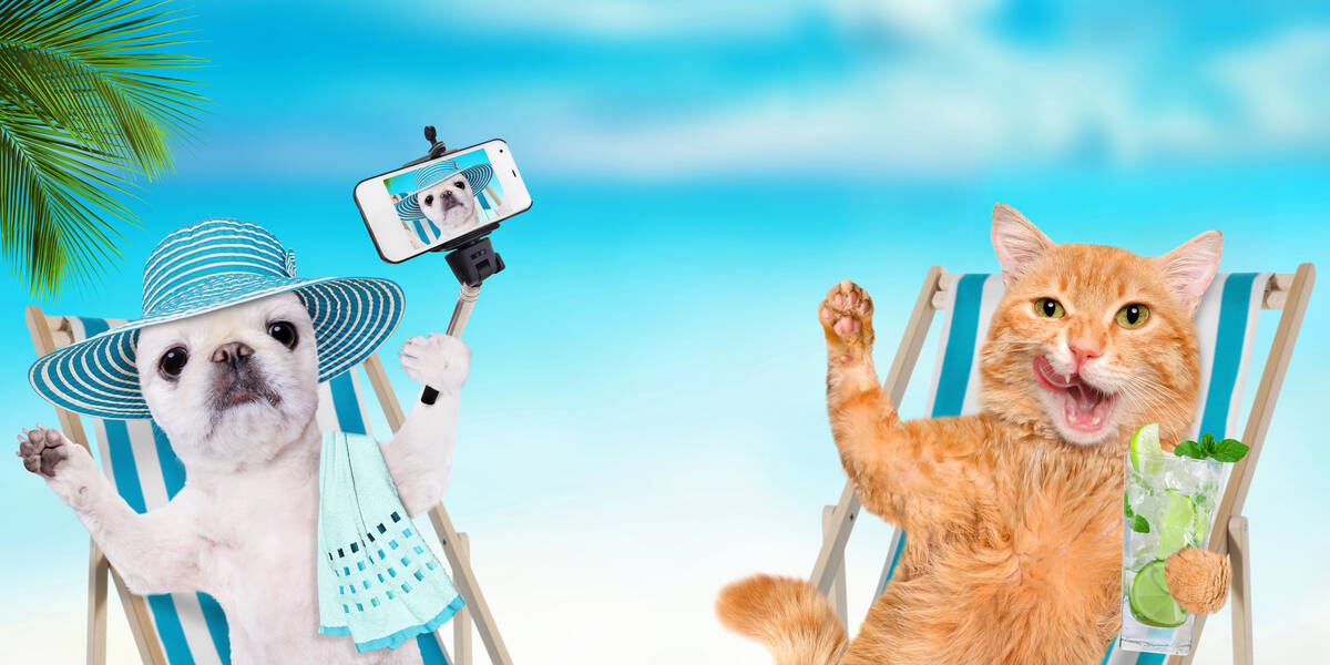 So-kommen-Hund-Katze-und-Surfbrett-sicher-an-den-Urlaubsort