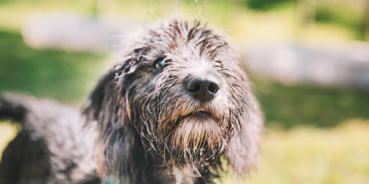 Umweltallergien-nehmen-zu-Was-Hundebesitzer-wissen-muessen