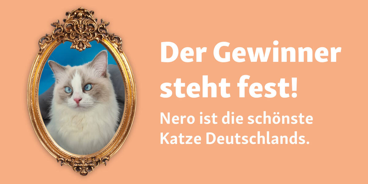 Weltkatzentag-Fressnapf-hat-die-schoenste-Katze-Deutschlands-gefunden